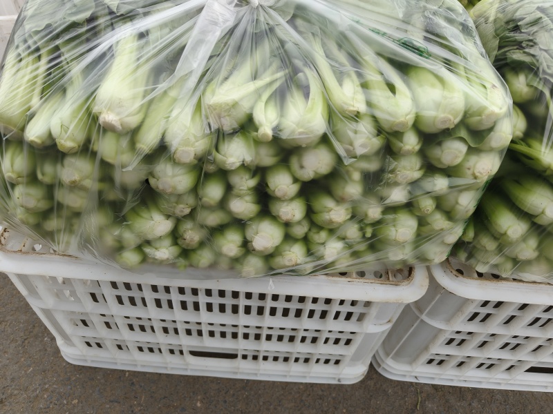意大利生菜4两~5两基地直供品质保证，欢迎来电洽谈合作