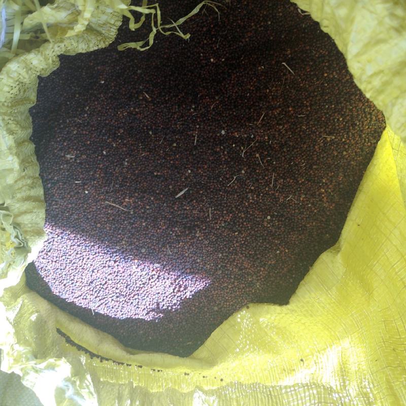 大量油菜出售需要的联系洽谈***********