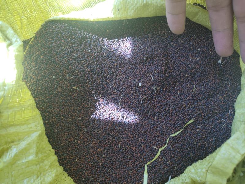 大量油菜出售需要的联系洽谈***********