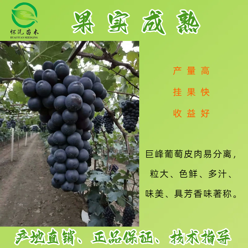 巨峰葡萄苗四川葡萄苗嫁接苗产地直销【批发】技术指导