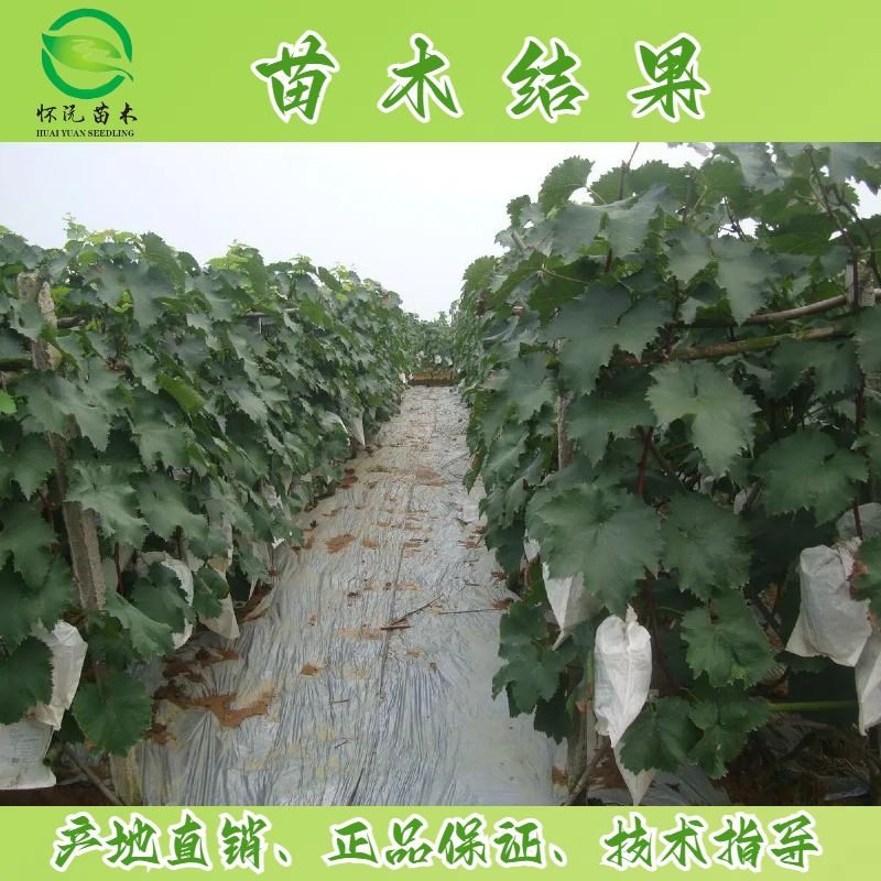 巨峰葡萄苗四川葡萄苗嫁接苗产地直销【批发】技术指导