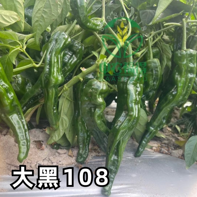 大黑108皱皮辣椒种子皱皱辣薄皮香辣大果黑绿皮大田用辣椒
