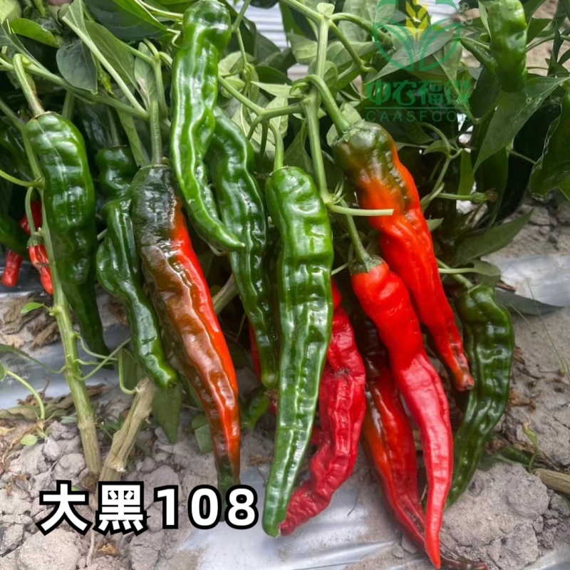 大黑108皱皮辣椒种子皱皱辣薄皮香辣大果黑绿皮大田用辣椒