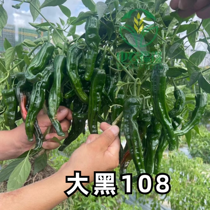 大黑108皱皮辣椒种子皱皱辣薄皮香辣大果黑绿皮大田用辣椒