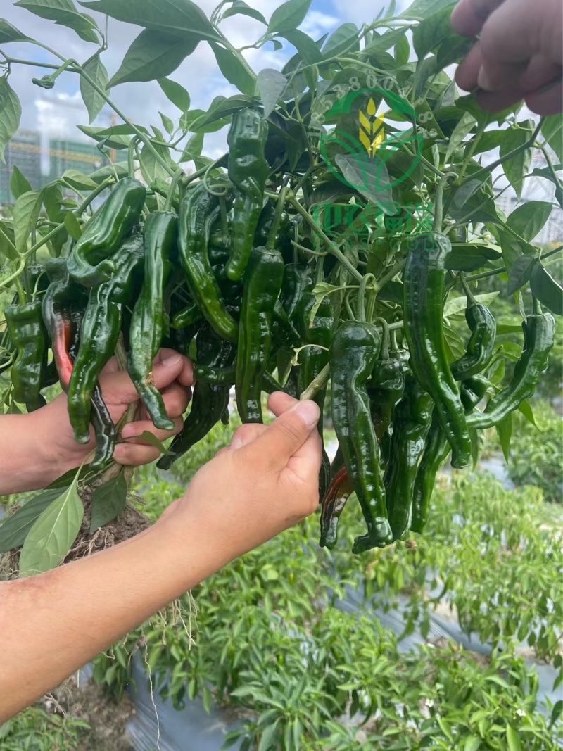大黑108皱皮辣椒种子皱皱辣薄皮香辣大果黑绿皮大田用辣椒