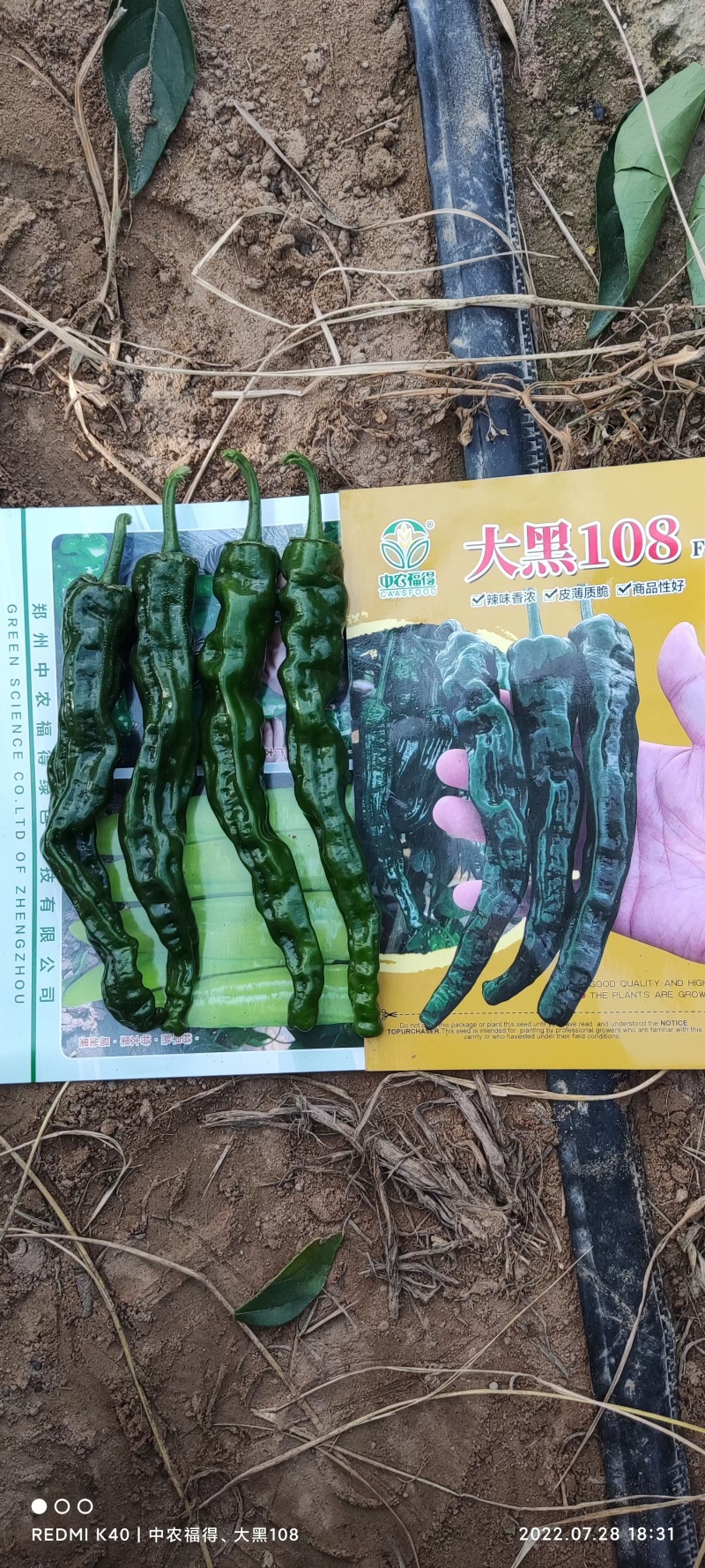 大黑108皱皮辣椒种子皱皱辣薄皮香辣大果黑绿皮大田用辣椒