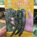 大黑108皱皮辣椒种子皱皱辣薄皮香辣大果黑绿皮大田用辣椒