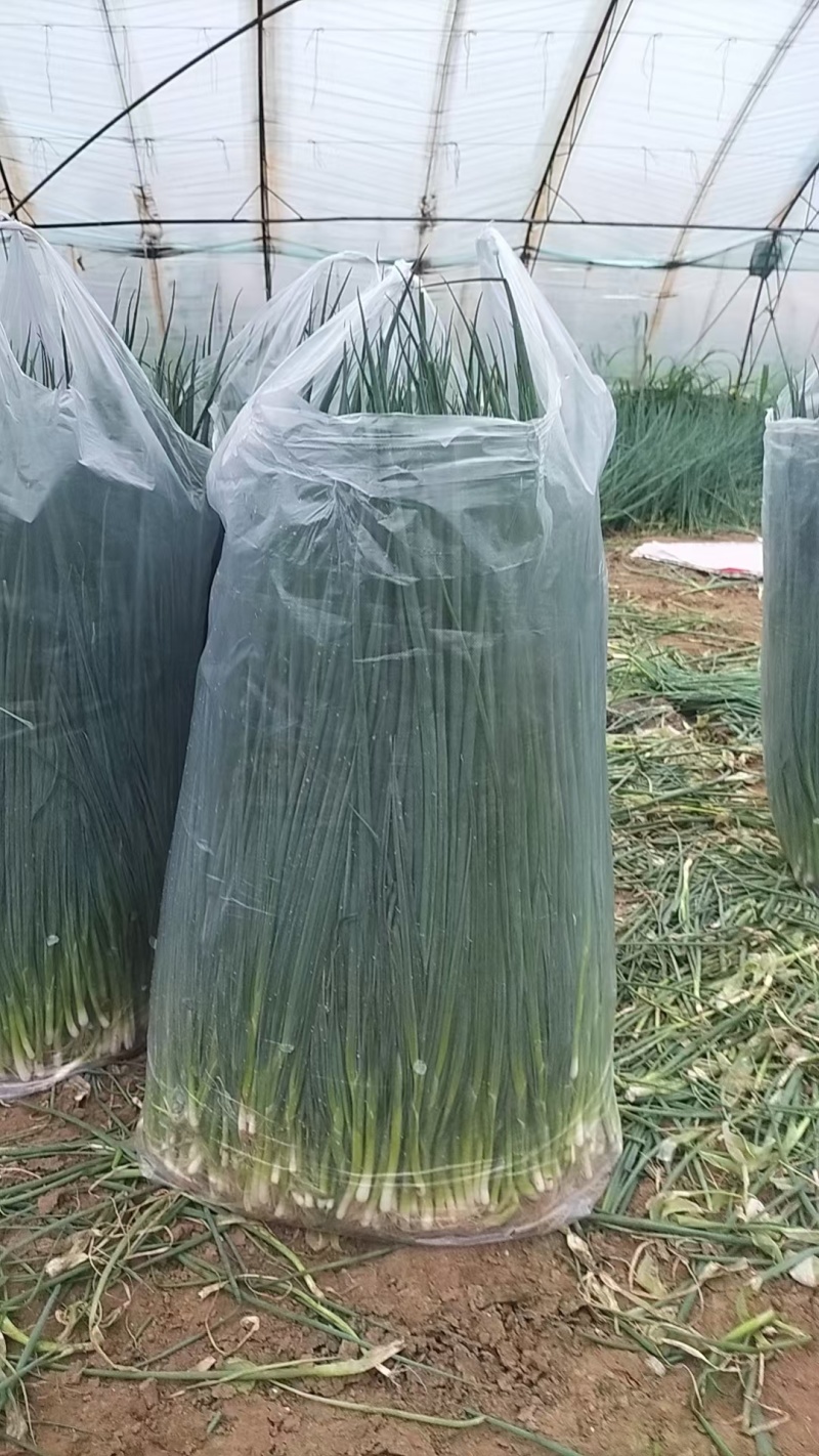 精品小葱