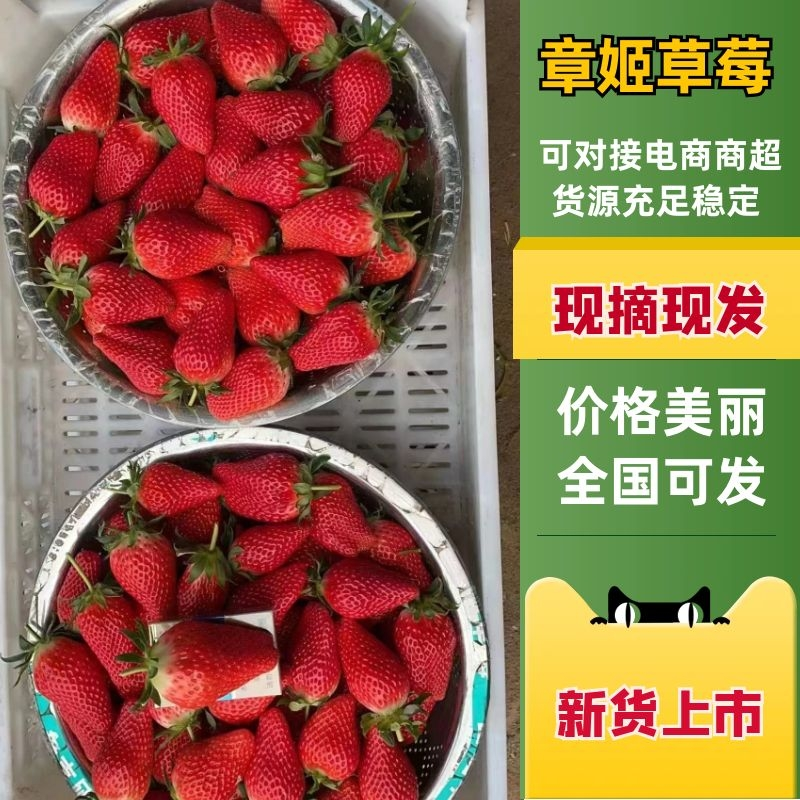 章姬草莓大量预售品质好稳定供货欢迎长期合作