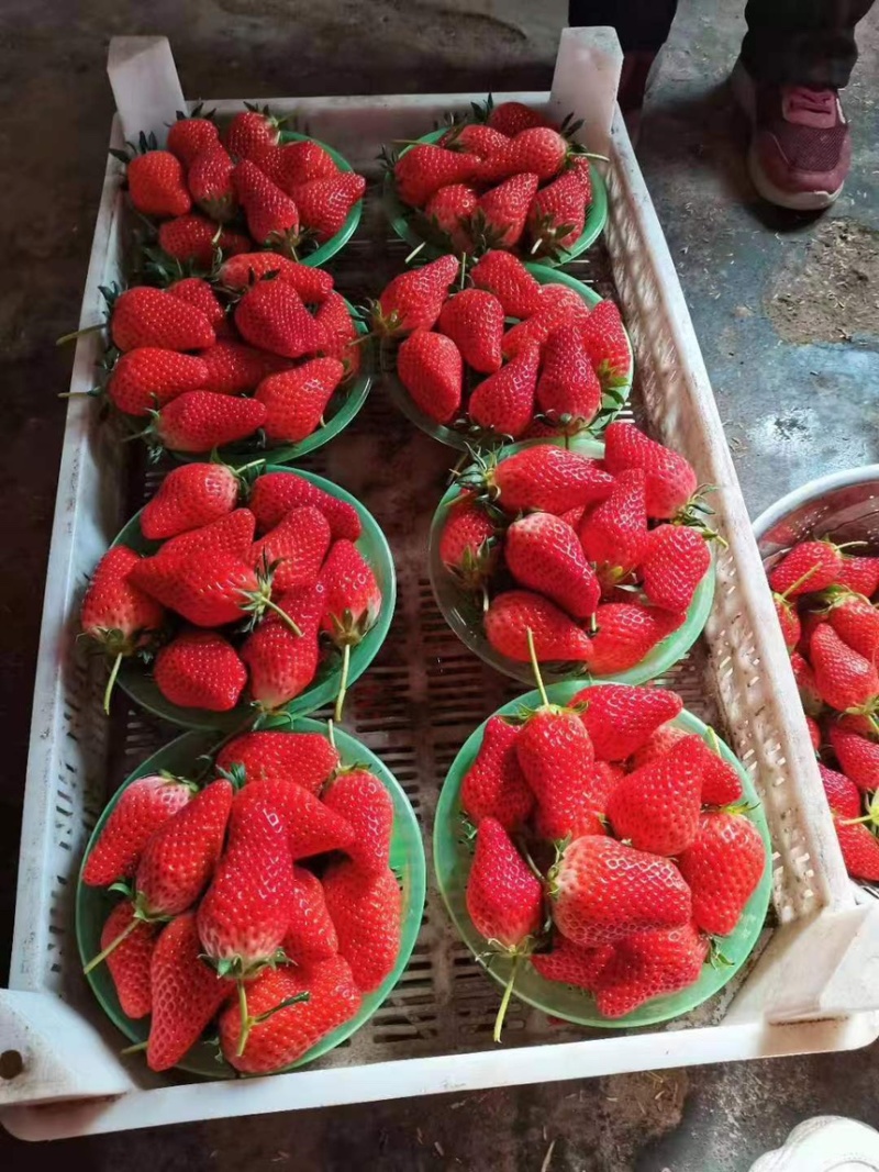章姬草莓大量预售品质好稳定供货欢迎长期合作