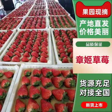 大草莓现在正式上新大量供应品质保证