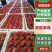 大草莓现在正式上新大量供应品质保证