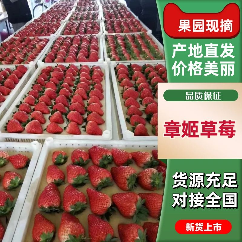 大草莓现在正式上新大量供应品质保证