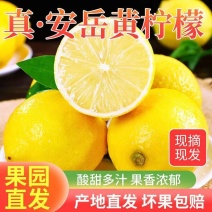 一件代发对接电商安岳黄柠檬水果当季新鲜水果薄皮一级柠檬果子