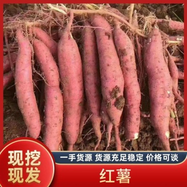 山西省运城市夏县一枝香红薯，秦薯五号，板栗红薯，干面甜