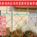 养鸡网养殖围网拦鸡网尼龙网安全网隔离网菜园围栏网聚乙烯防护网