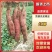 运城市夏县一支香，秦薯五号，板栗红薯，干面甜。长期供应
