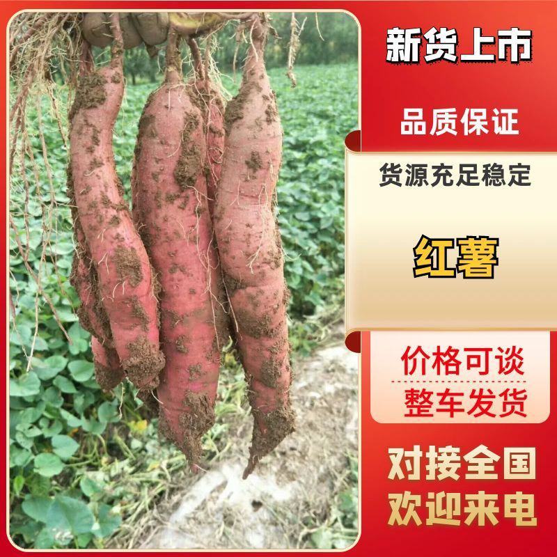 运城市夏县一支香，秦薯五号，板栗红薯，干面甜。长期供应