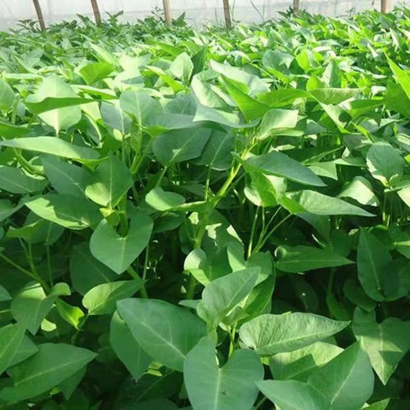 大叶空心菜籽种种子四季菜籽蔬菜空心菜种籽种孑水培农家阳台