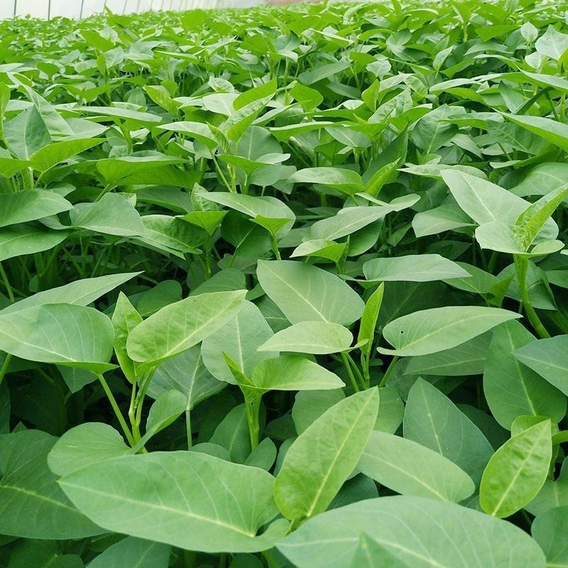 大叶空心菜籽种种子四季菜籽蔬菜空心菜种籽种孑水培农家阳台
