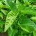 大叶空心菜籽种种子四季菜籽蔬菜空心菜种籽种孑水培农家阳台