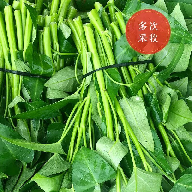 大叶空心菜籽种种子四季菜籽蔬菜空心菜种籽种孑水培农家阳台