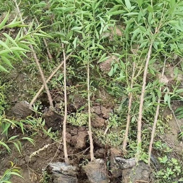 基地直销1.5—3公分杯苗山桃