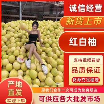 （蜜柚）红心蜜柚，白心蜜柚，种植基地，产地直发，农商对接