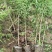 基地直销1.5—3公分杯苗山桃