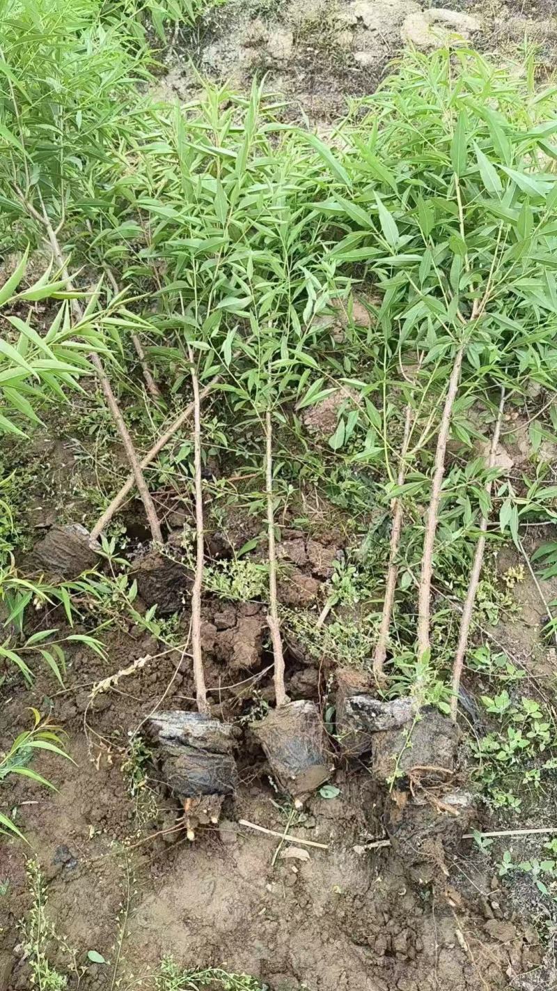 基地直销1.5—3公分杯苗山桃