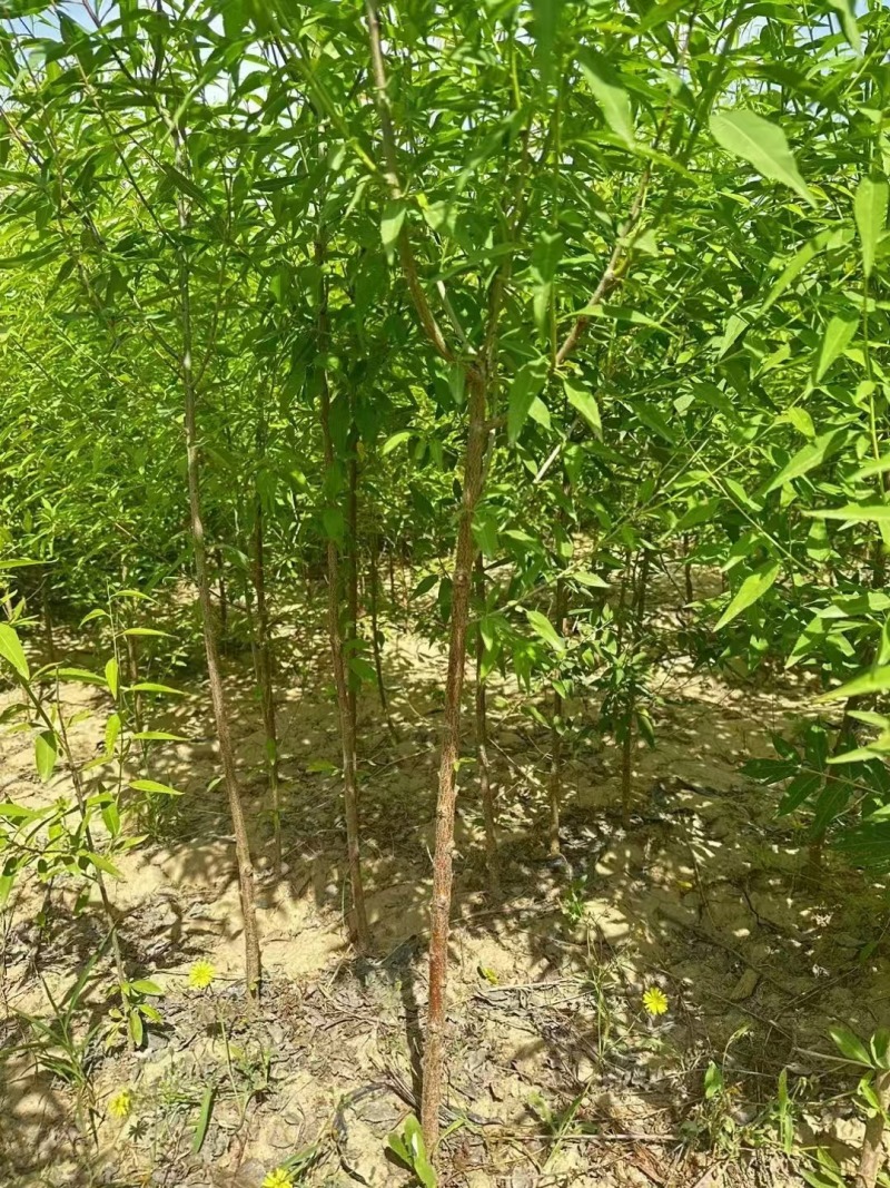 基地直销1.5—3公分杯苗山桃