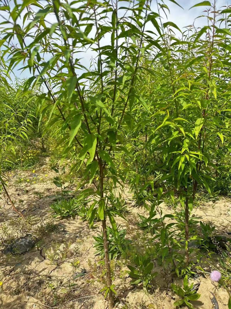 基地直销1.5—3公分杯苗山桃