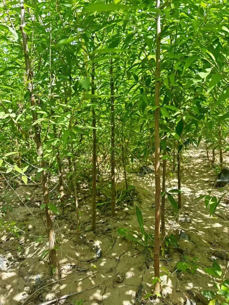 基地直销1.5—3公分杯苗山桃