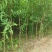 基地直销1.5—3公分杯苗山桃