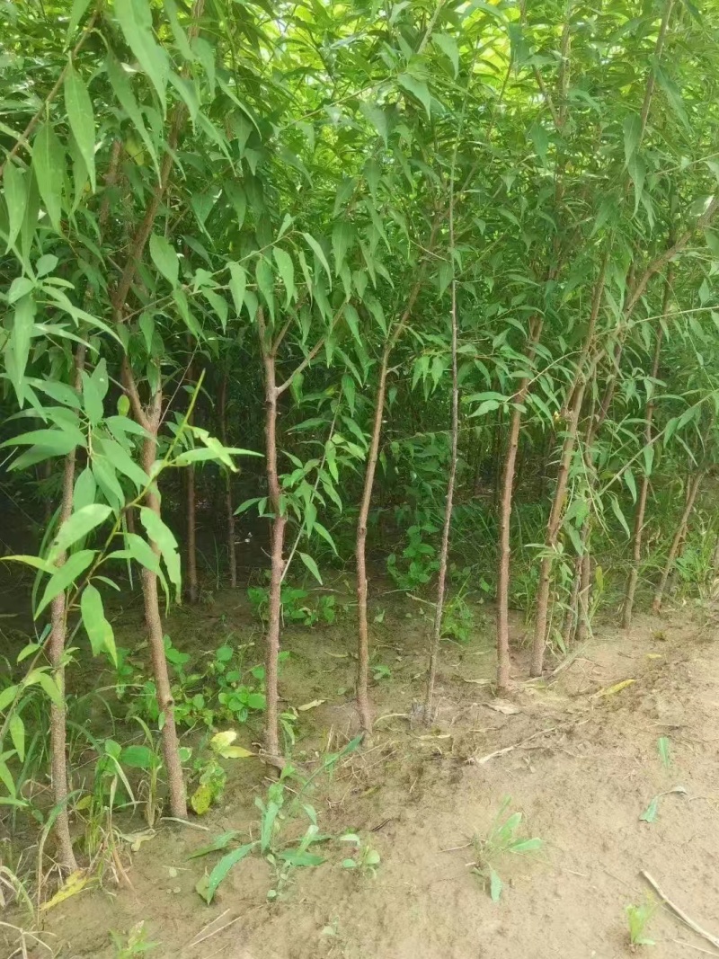 基地直销1.5—3公分杯苗山桃