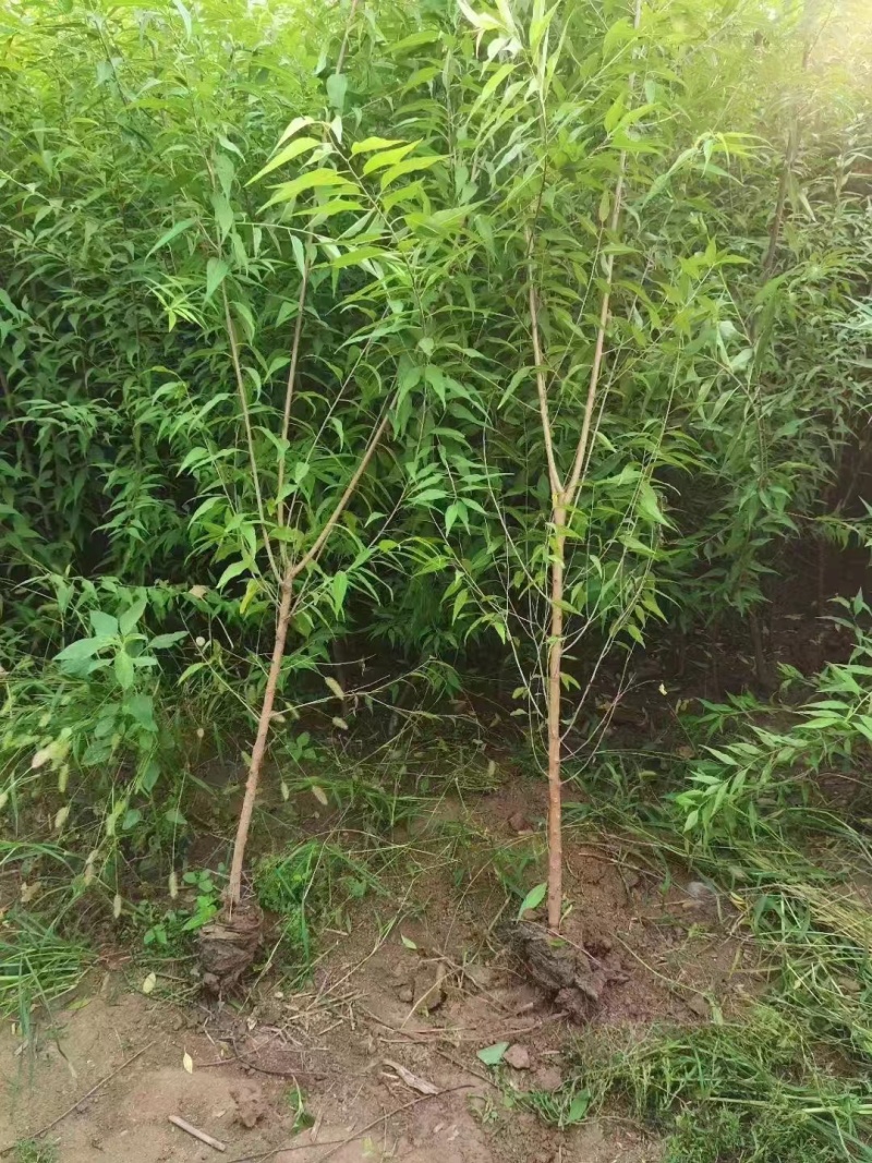 基地直销1.5—3公分杯苗山桃