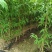 基地直销1.5—3公分杯苗山桃