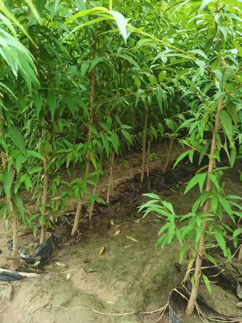 基地直销1.5—3公分杯苗山桃