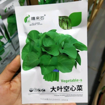 大叶空心菜籽种种子四季菜籽蔬菜空心菜种籽种孑水培农家阳台