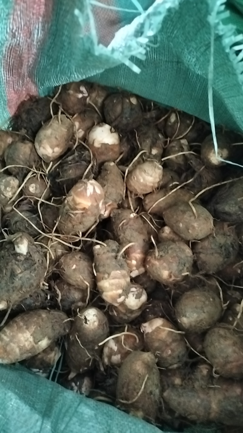 红芽芋通货毛芋头大量有货品质优基地直供可视频看货