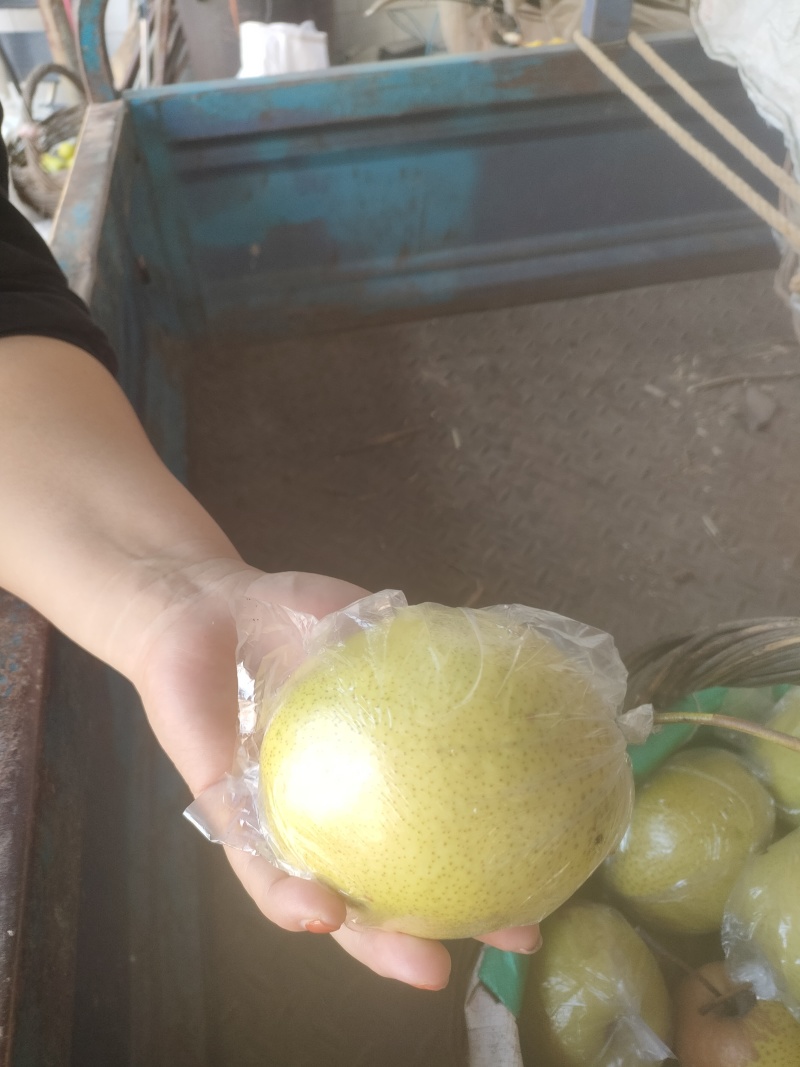 山地雪花梨