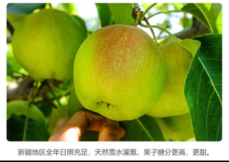 新疆库尔勒早熟一级香梨彩箱装