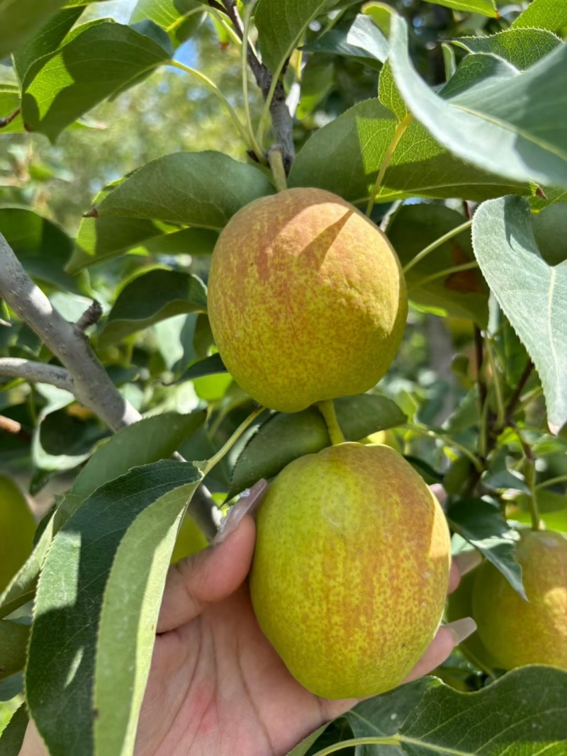 新疆库尔勒早熟一级香梨彩箱装