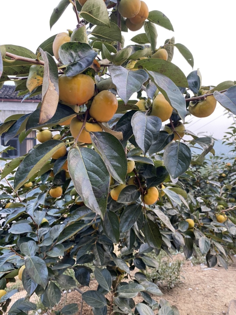 阳丰脆柿子