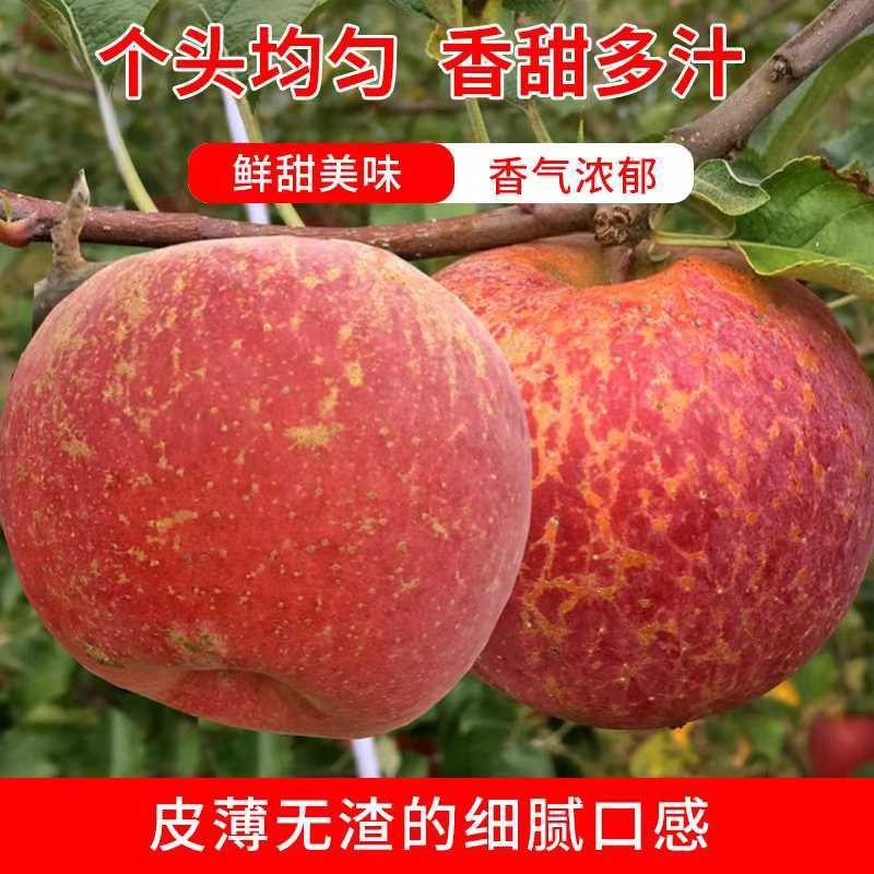 四川盐源丑苹果冰糖心苹果一件代发无渣甜度高电商批发走货