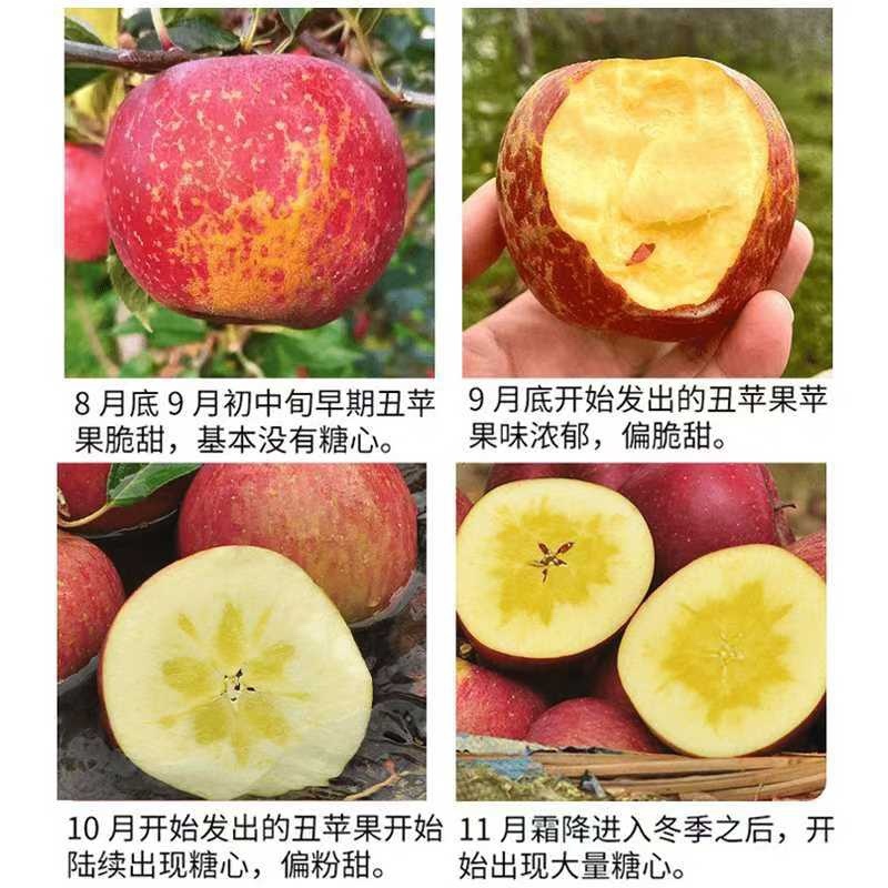 四川盐源丑苹果冰糖心苹果一件代发无渣甜度高电商批发走货