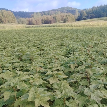 黑加仑树苗。基地直发，量大从优，欢迎来电咨询