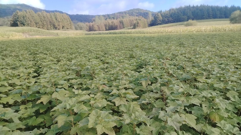 黑加仑树苗。基地直发，量大从优，欢迎来电咨询