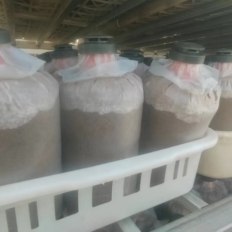 鹿茸菌，各类食（药）用菌包定做，厂里直销，确保出菌率