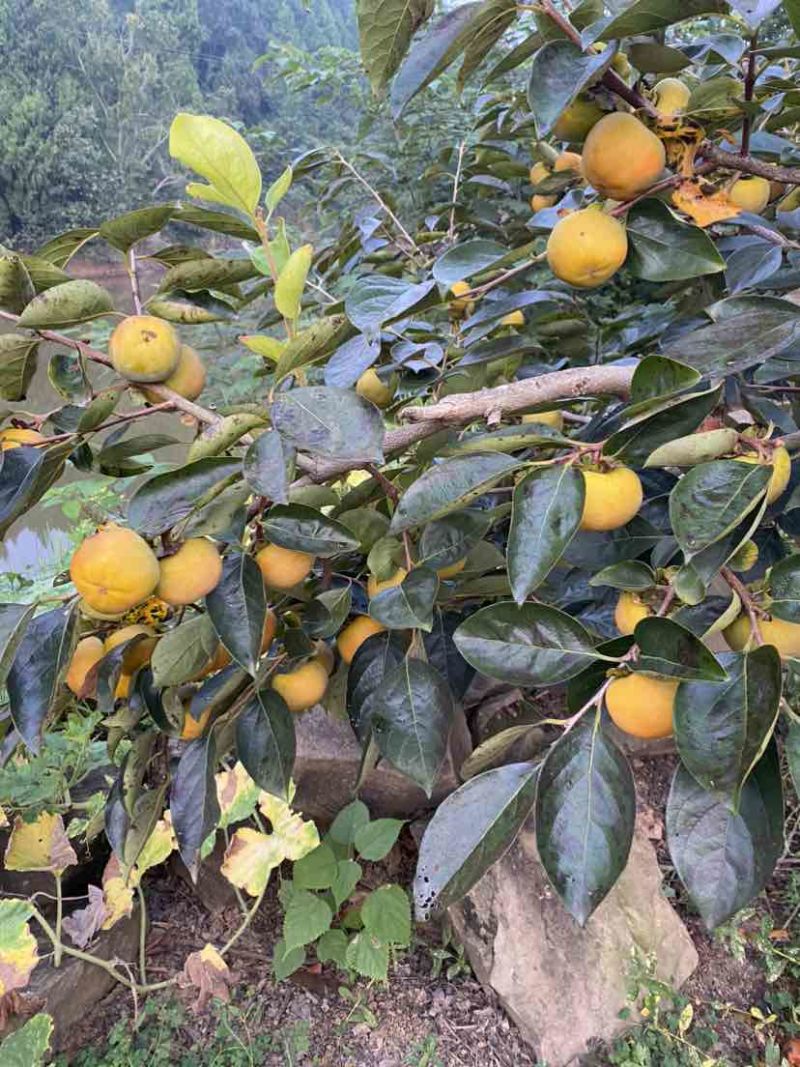 阳丰脆柿
